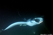 Mobula alfredi raie manta de recif-Maldives Fesdhoo lagoon-3m-20240423nuit-da-DSC_6416_tn